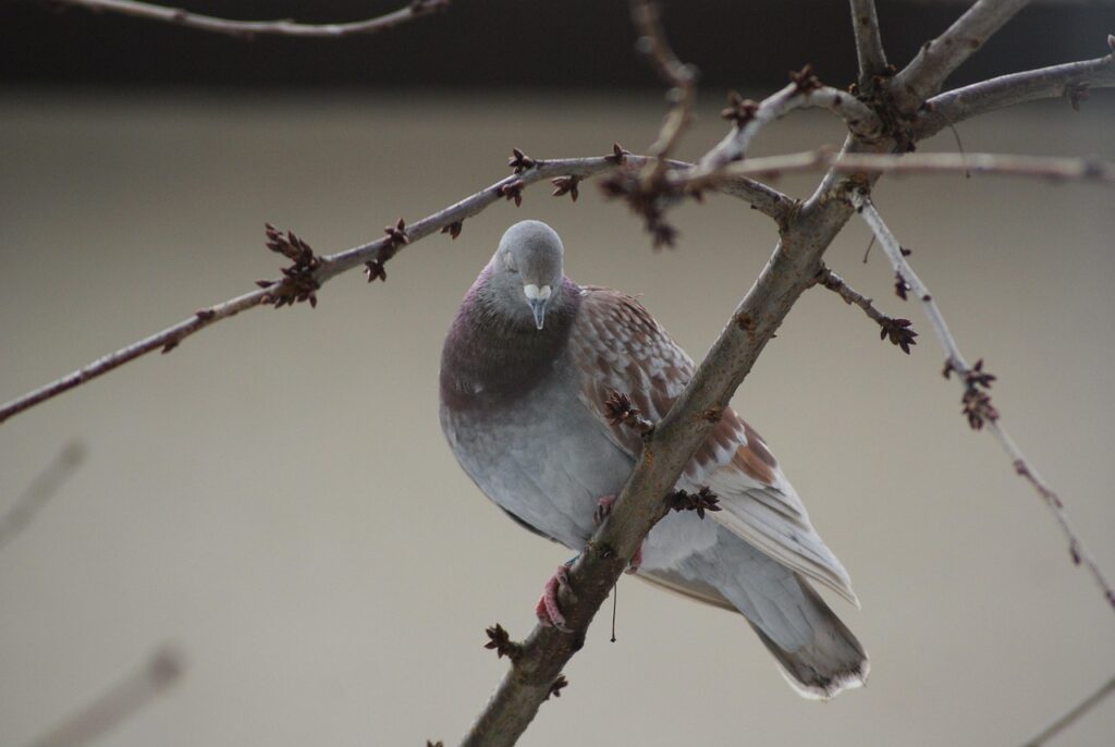 アプリで告白するのに最適なタイミングはいつ？