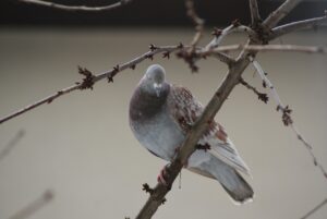 アプリで告白するのに最適なタイミングはいつ？