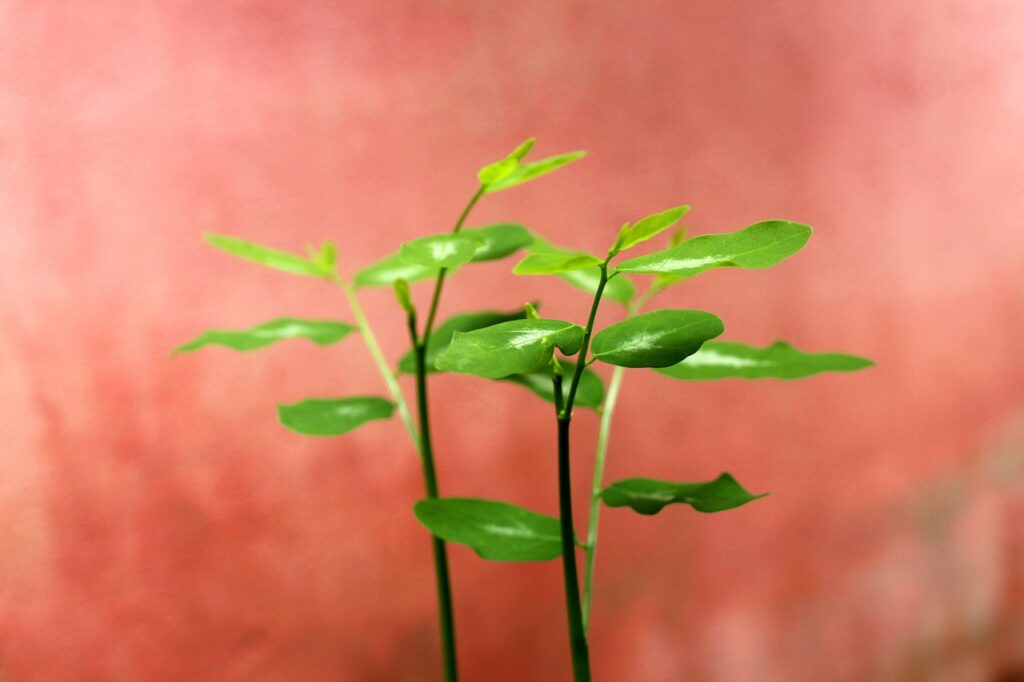 婚活と恋活どっちを優先すべき？