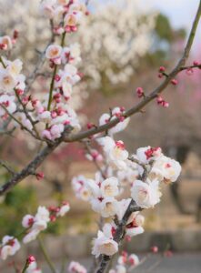 オミアイと他のサービスの違いは何ですか？