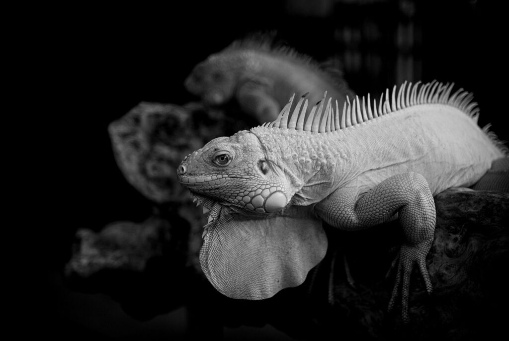 ペアーズとオミアイの違いは何ですか？