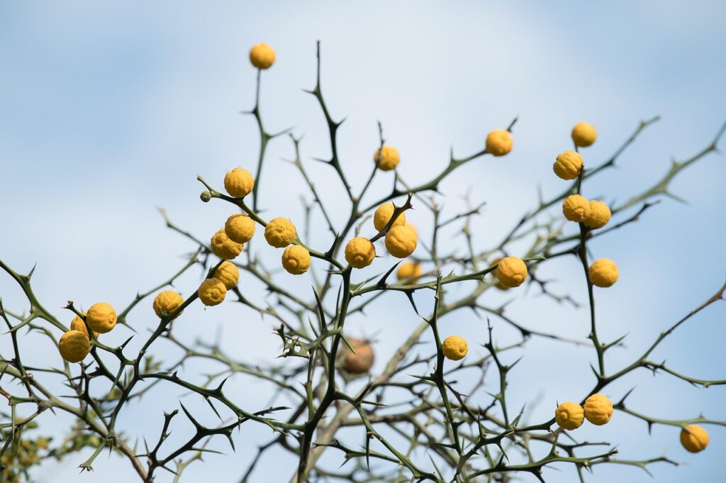 マリッシュの口コミや評判は本当に信頼できるのか？