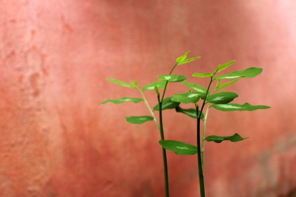 婚活アプリの成婚率ランキングでおすすめはどれ？