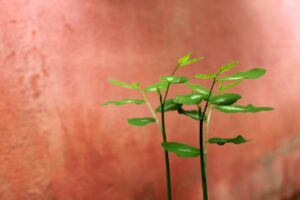 婚活アプリの成婚率ランキングでおすすめはどれ？