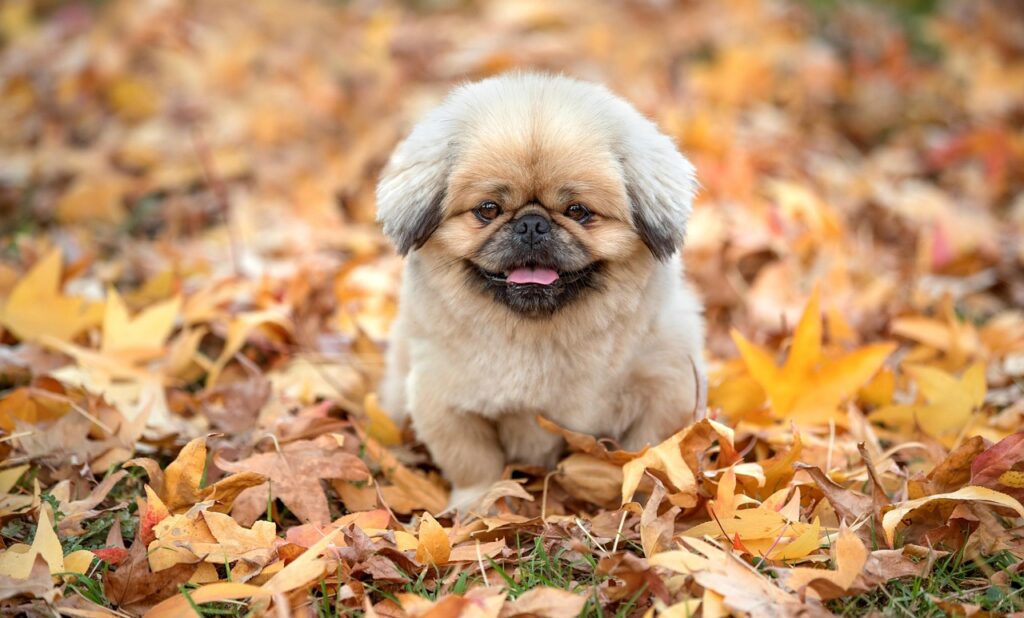 高収入向けの婚活アプリおすすめはどれ？