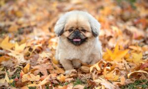 男性が無料で使える婚活アプリはどれですか？